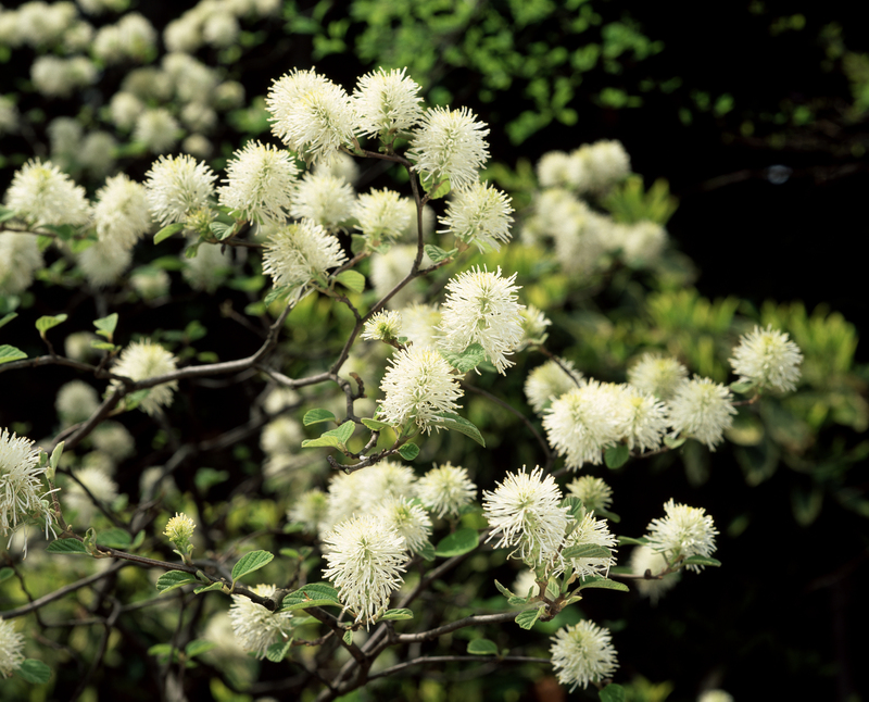 garden trees